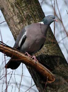 Охота на дикого голубя